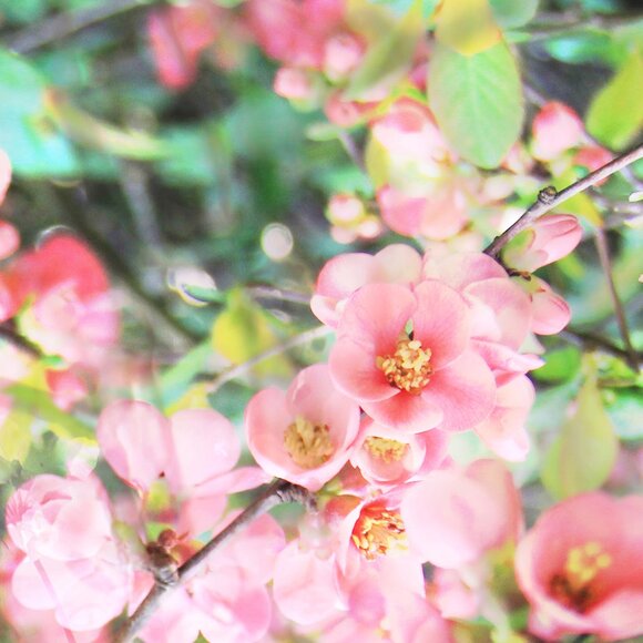 Meet the Posher - Picture 1 of 1